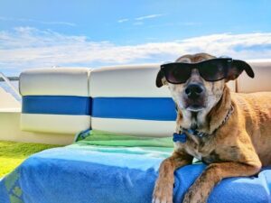 A dog with a sunglasses on a pontoon boat